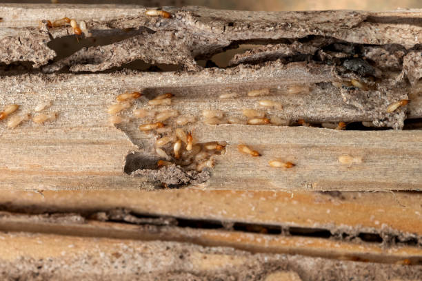 Best Insect Control  in Oxford, PA